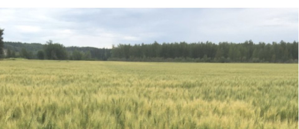 High productivity crop based on variable nitrogen rates